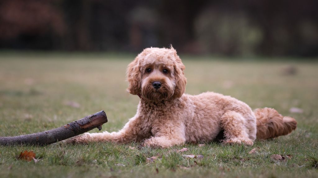 chien près d'un bout de bois
