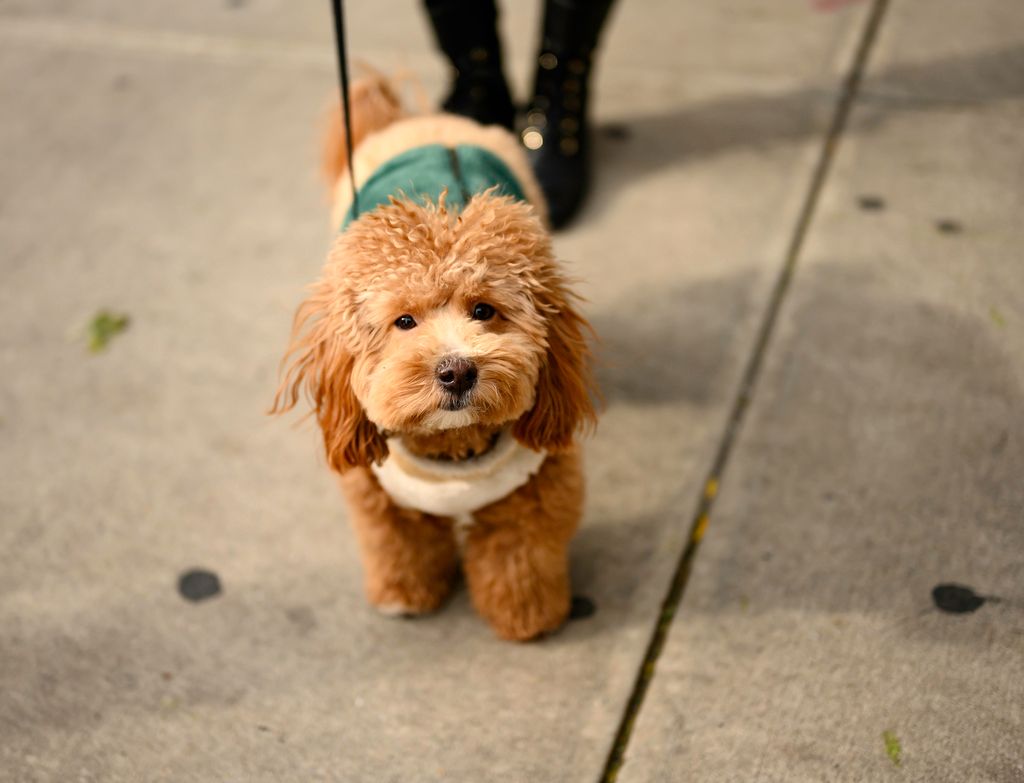 chien qui se promène avec un manteau d'hiver