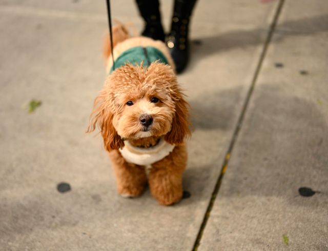 chien qui se promène avec un manteau d'hiver