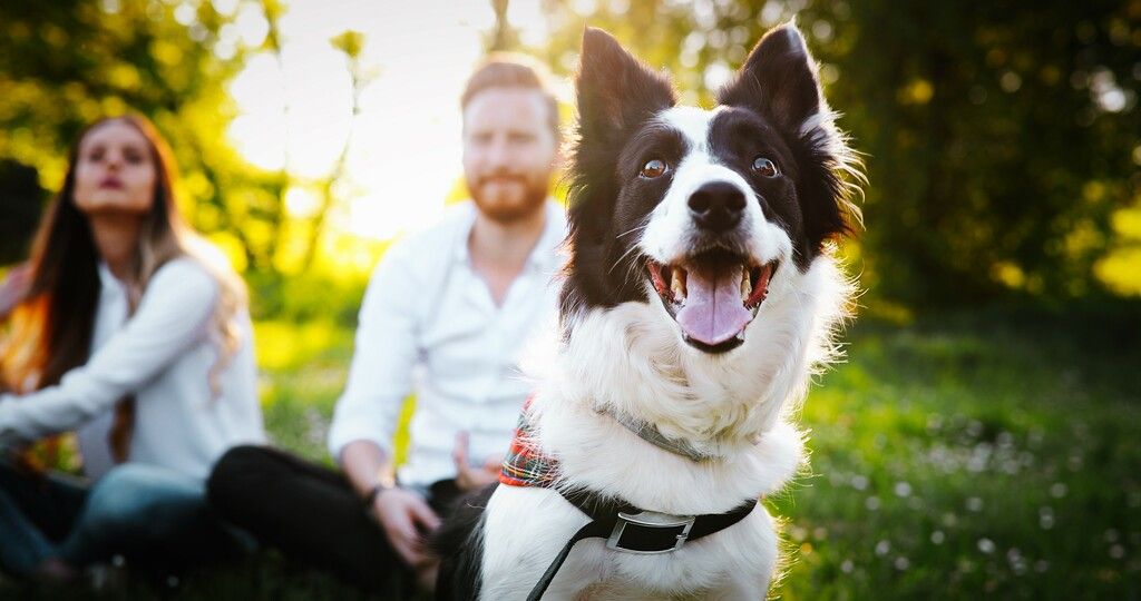border collie content avec un couple en arrière plan