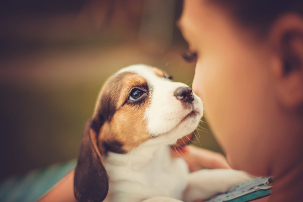 chiot qui pose son museau sur le nez d'un garçon
