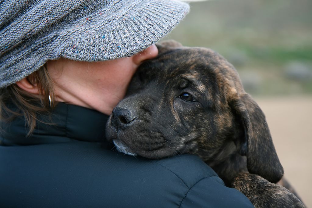 chien noir sur l'épaule d'une femme