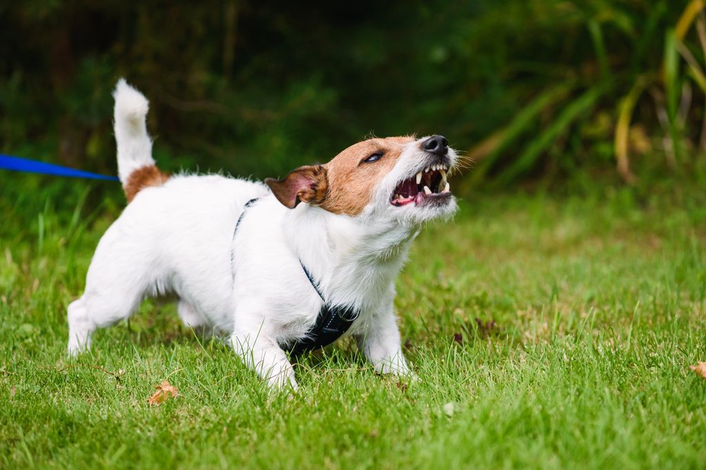 petit chien qui aboit