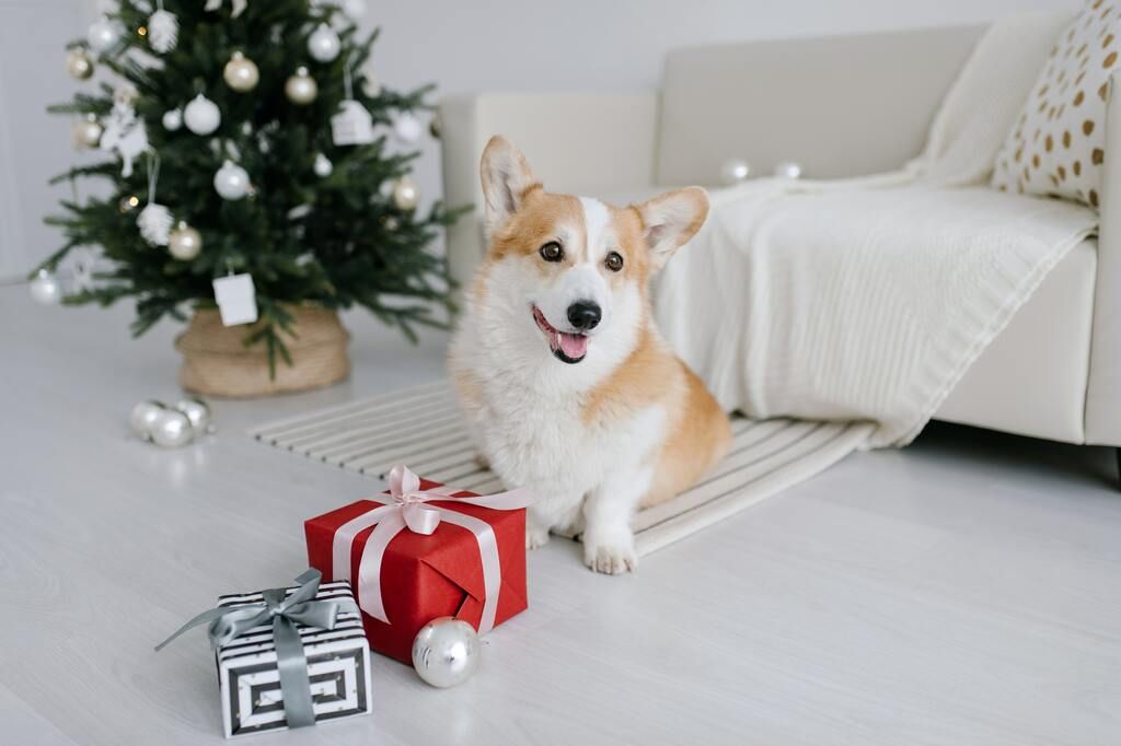 chien au pied du sapin