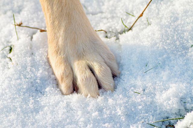 patte dans la neige