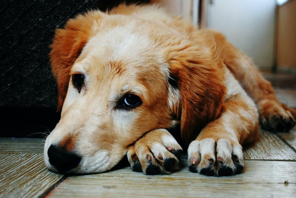 vieux chien qui a alzheimer