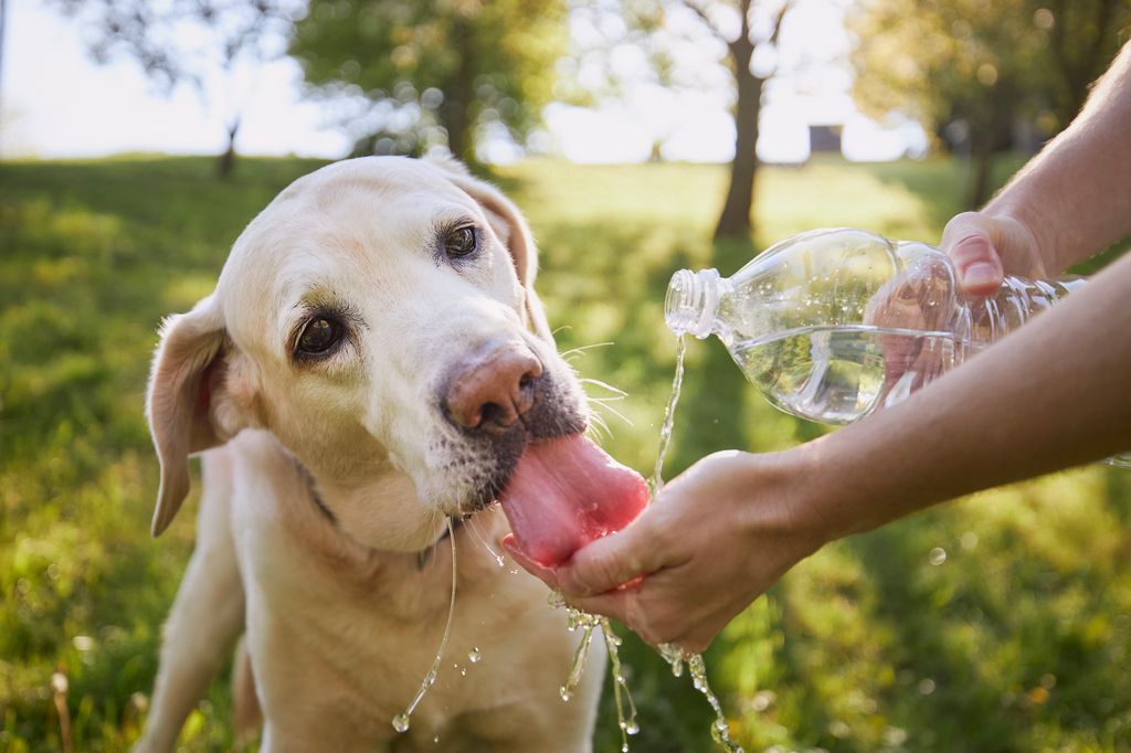 Un chien se faisant caresser par sa maîtresse