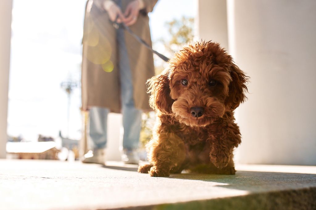 chien qui part en promenade