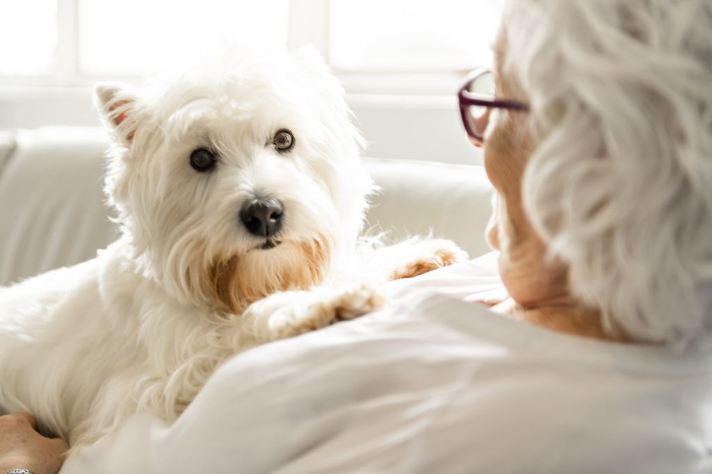 chien qui se repose sur la poitrine de sa maîtresse