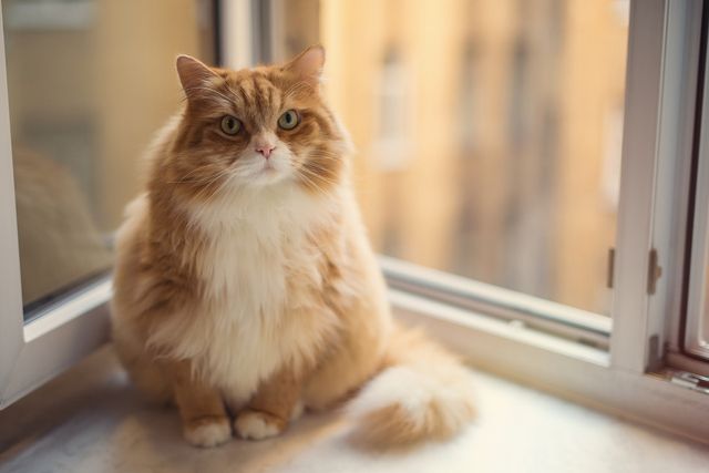 chat en surpoids