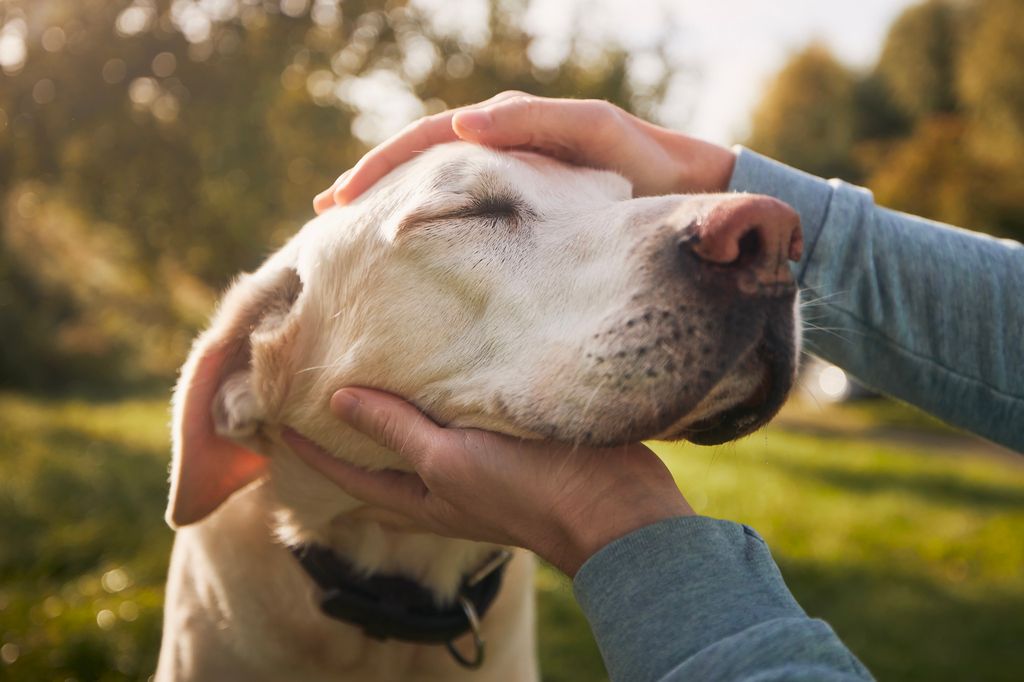 Chien sénior à qui on caresse la tête