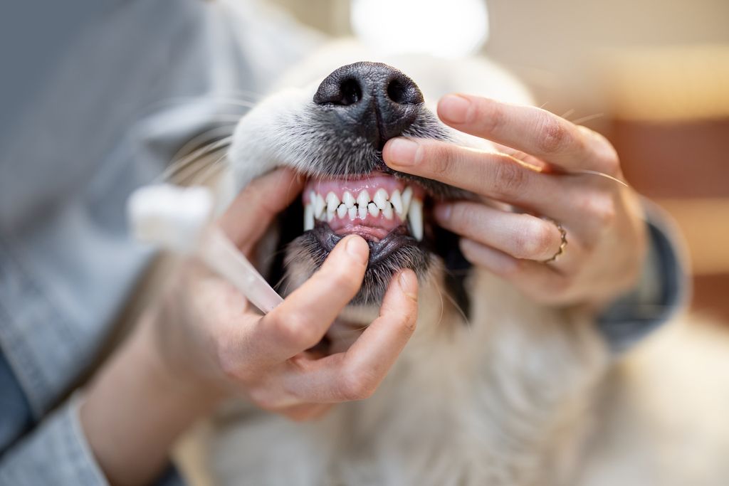 Femme qui montre les dents d'un chien