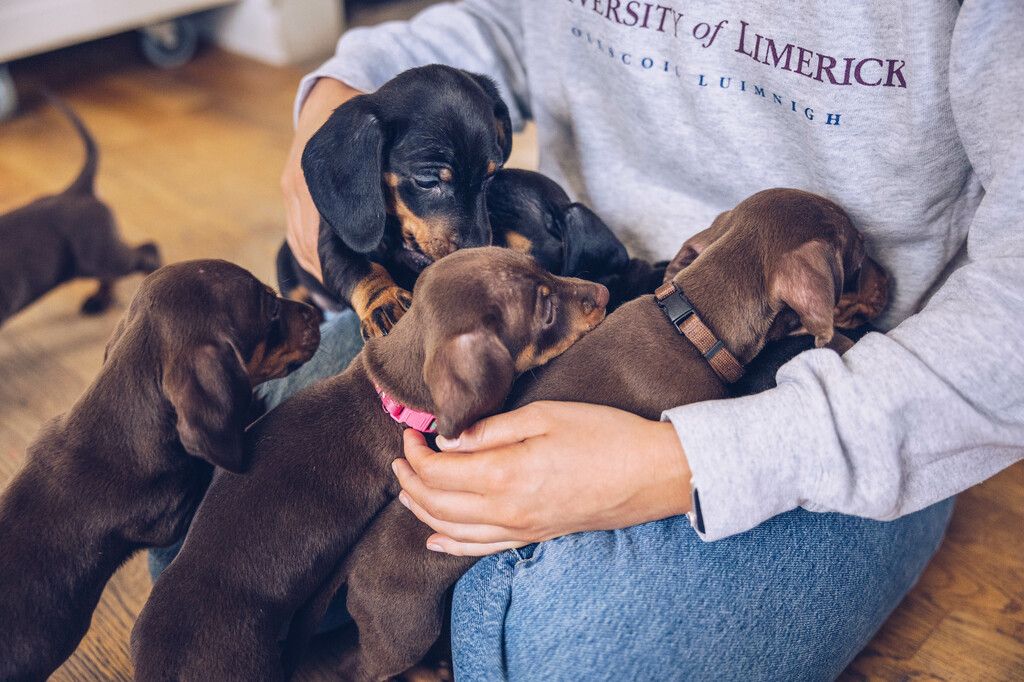 Trois chiots marrons et deux chiot marron sur les genoux d'une perosnne