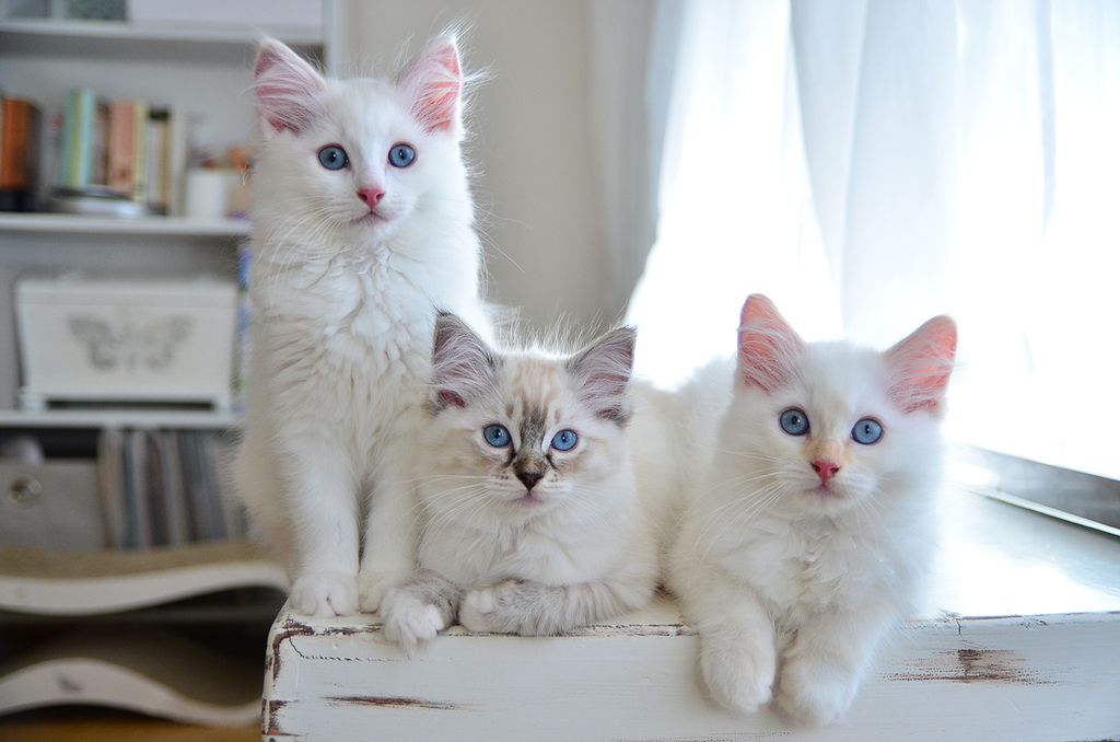 trois chats blancs touffus