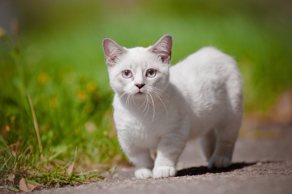 Chat nain munchkin dans l'herbe