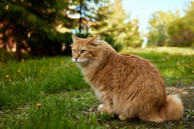 Chat American Bobtail