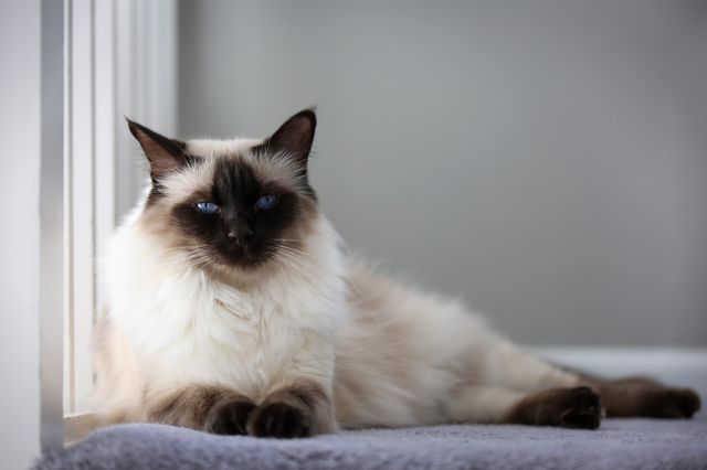 Chat balinais colorpoint