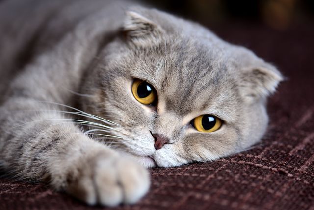 chat scottish fold allongé
