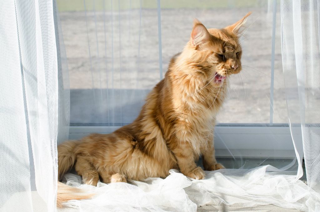 Chat qui tousse.