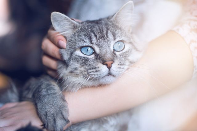 chat qui se fait caresser