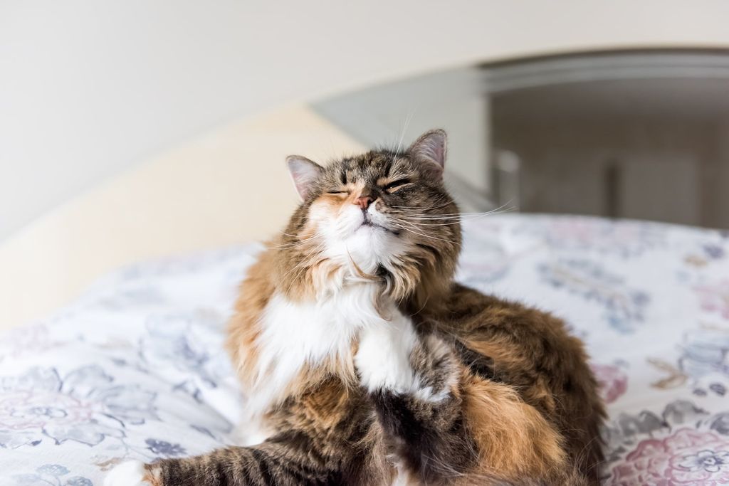 chat qui se gratte à cause des tiques et puces