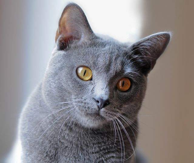 Chat Chartreux