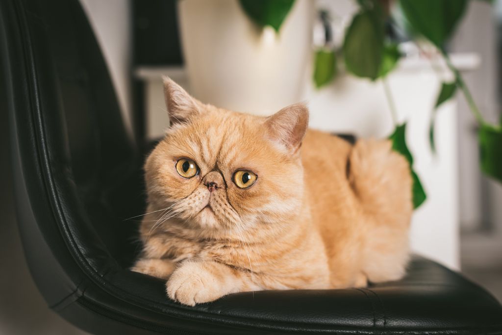 exotic shorthair roux