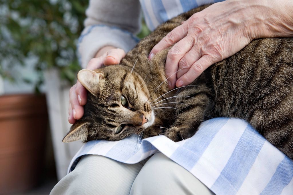 chat qui se fait caresser