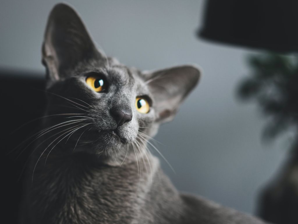 chat oriental gris yeux orange