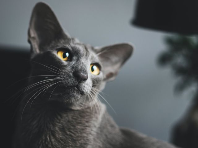 chat oriental gris yeux orange