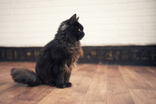 Chaton york chat assit