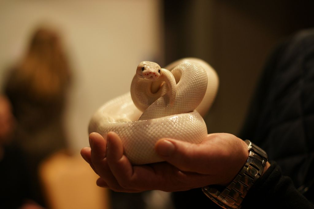 un serpent blanc