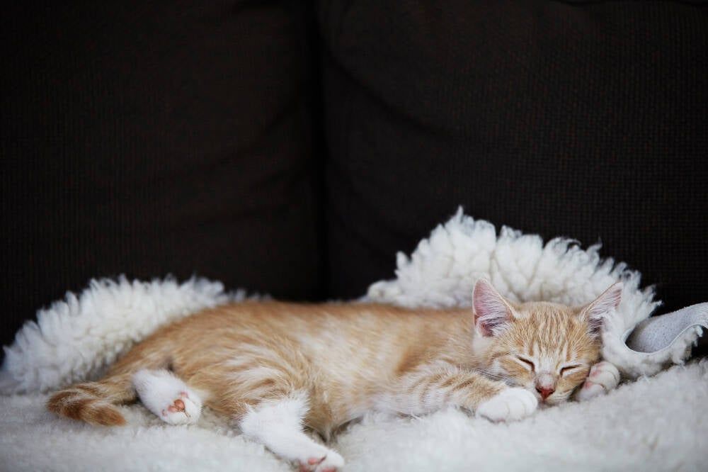 Chez les chatons, les chats âgés et les chats dont le système immunitaire est affaibli, les symptômes sont généralement plus visibles.