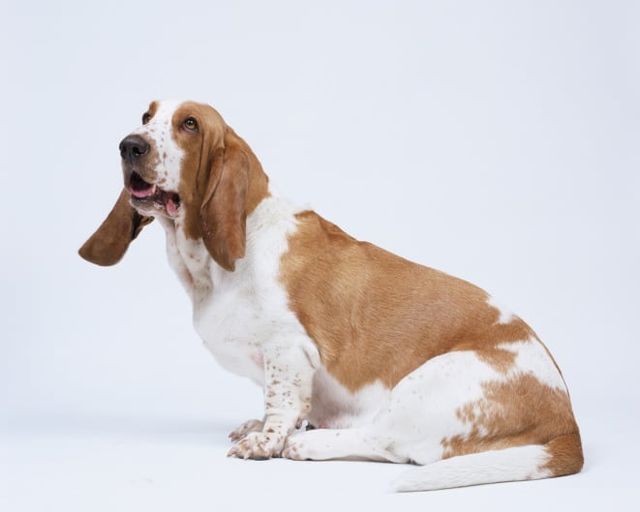 basset hound