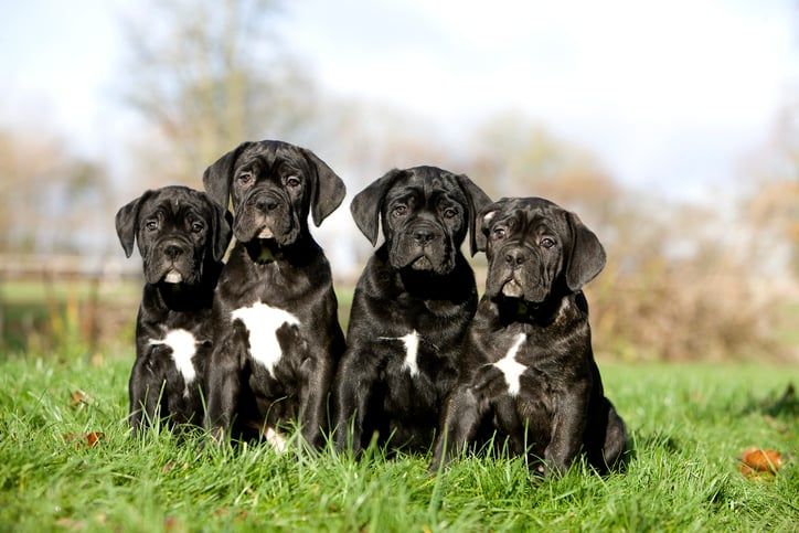 chiots cane corse