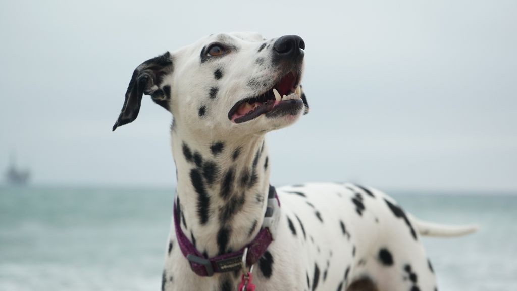 dalmatien noir et blanc