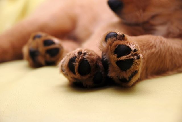 Trois pattes de chien