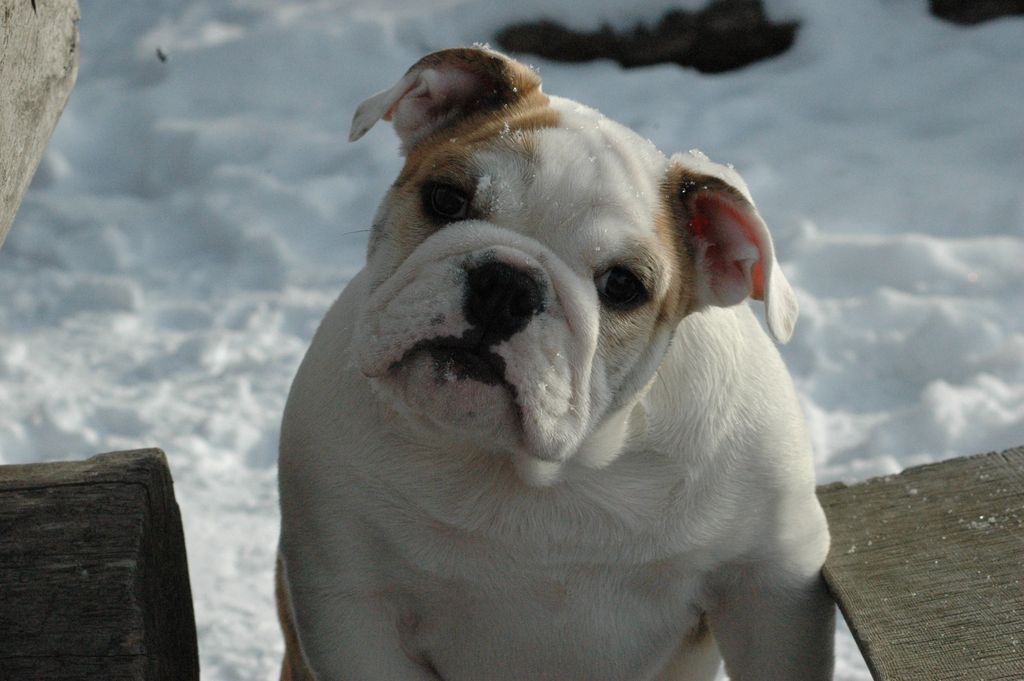 Bulldog Anglais dans la neige