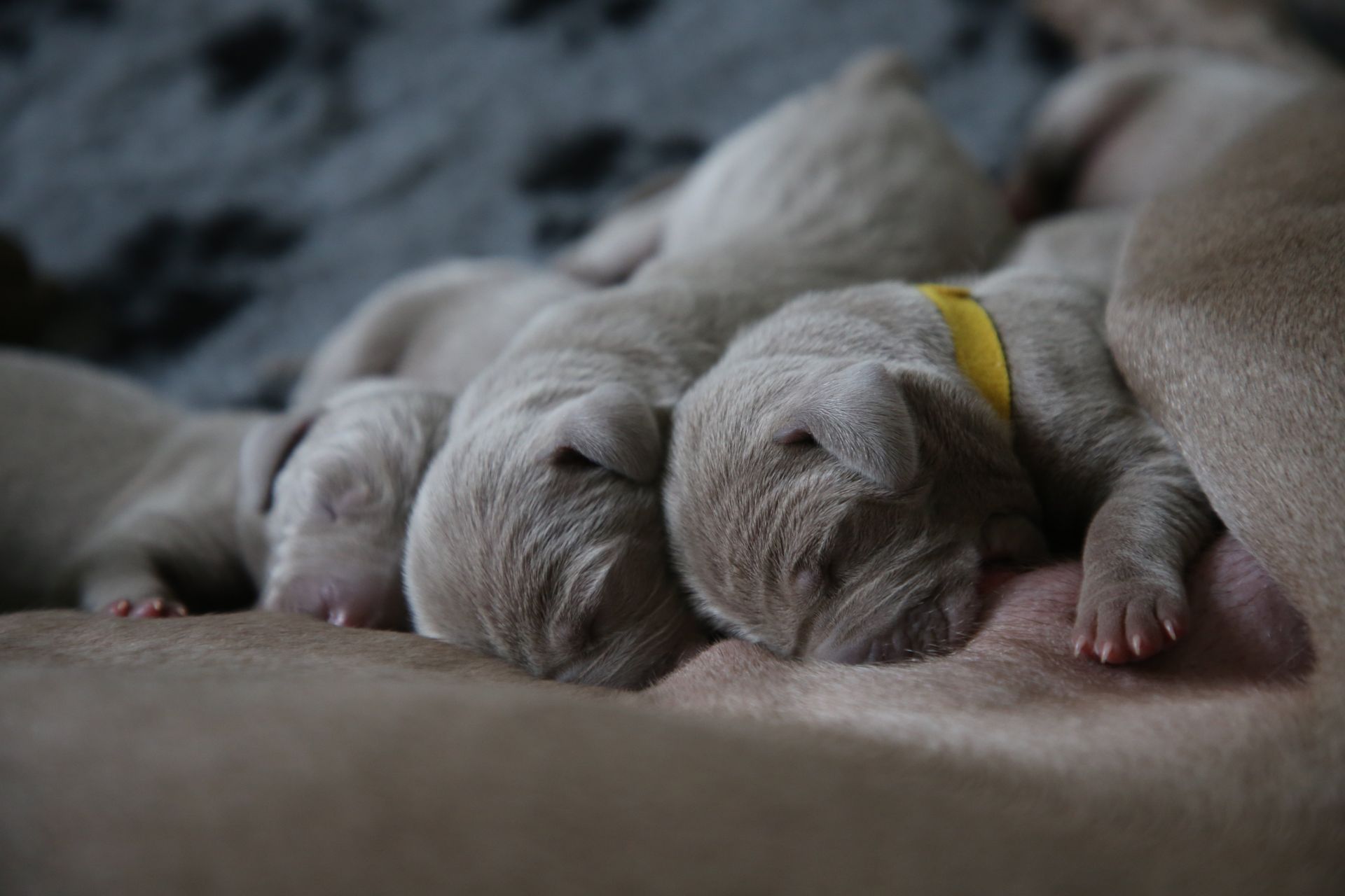 chiots en boule les uns contre les autres