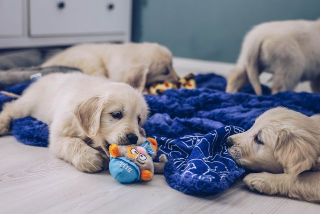 chiots golden retriever