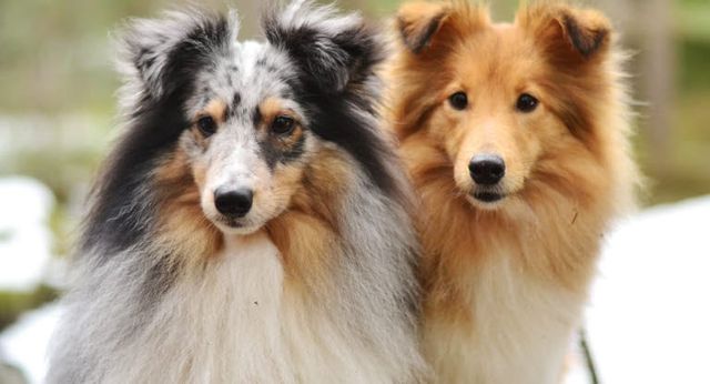 deux shetlands