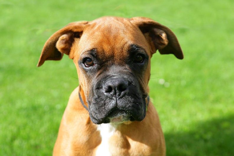 boxer sur l'herbe