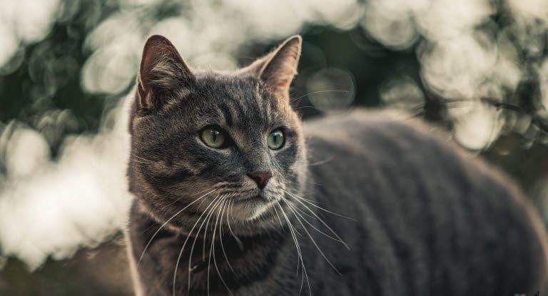 chat dehors