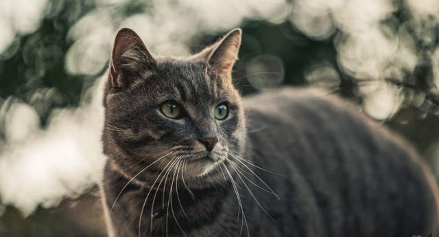 chat dehors