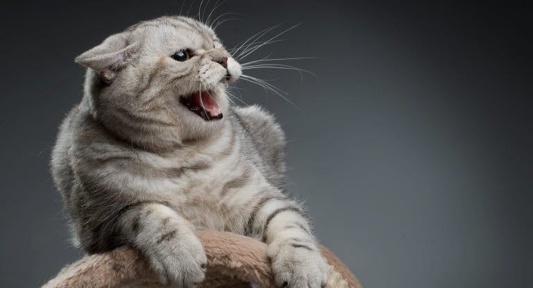 Chat qui montre ses dents