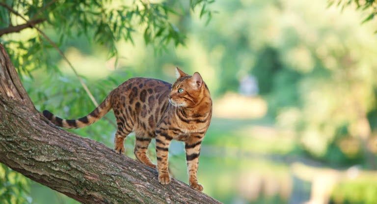 chant sur un arbre
