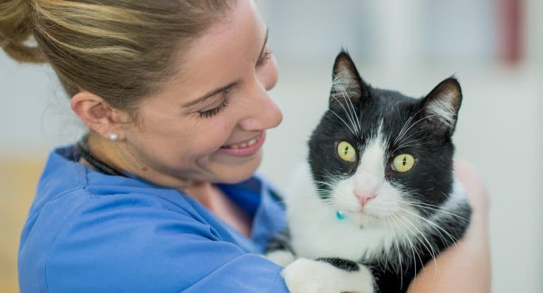 chat chez le vétérinaire parce q'il est en surpoids