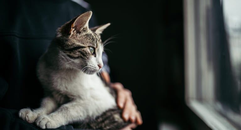 Chat qui regarde par la fenêtre