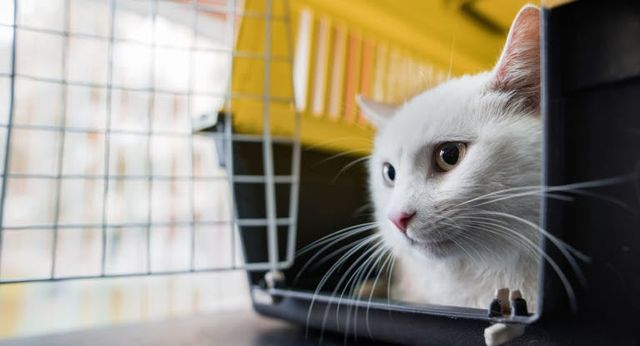 chat aux yeux vairons dans une cage