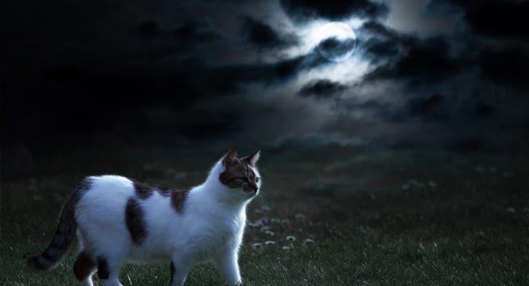chat devant la pleine lune